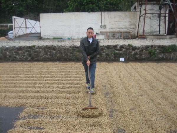 Coffee drying process on raised beds