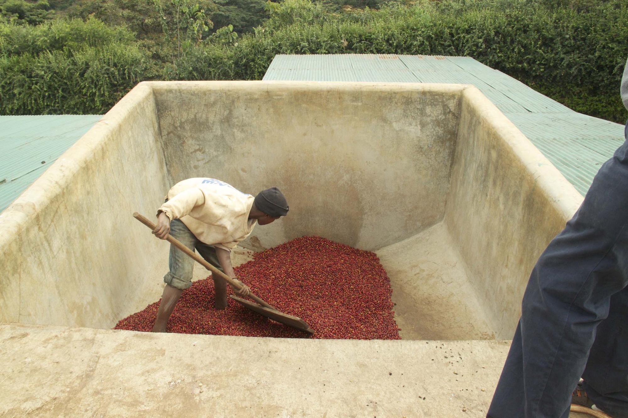 Natural coffee processing