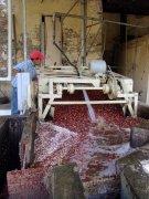 Three Main Processing Methods for Costa Rican Green Coffee Beans: The Red Honey Processing Process and Flavor Characteristics of Villa Estate Coffee Beans