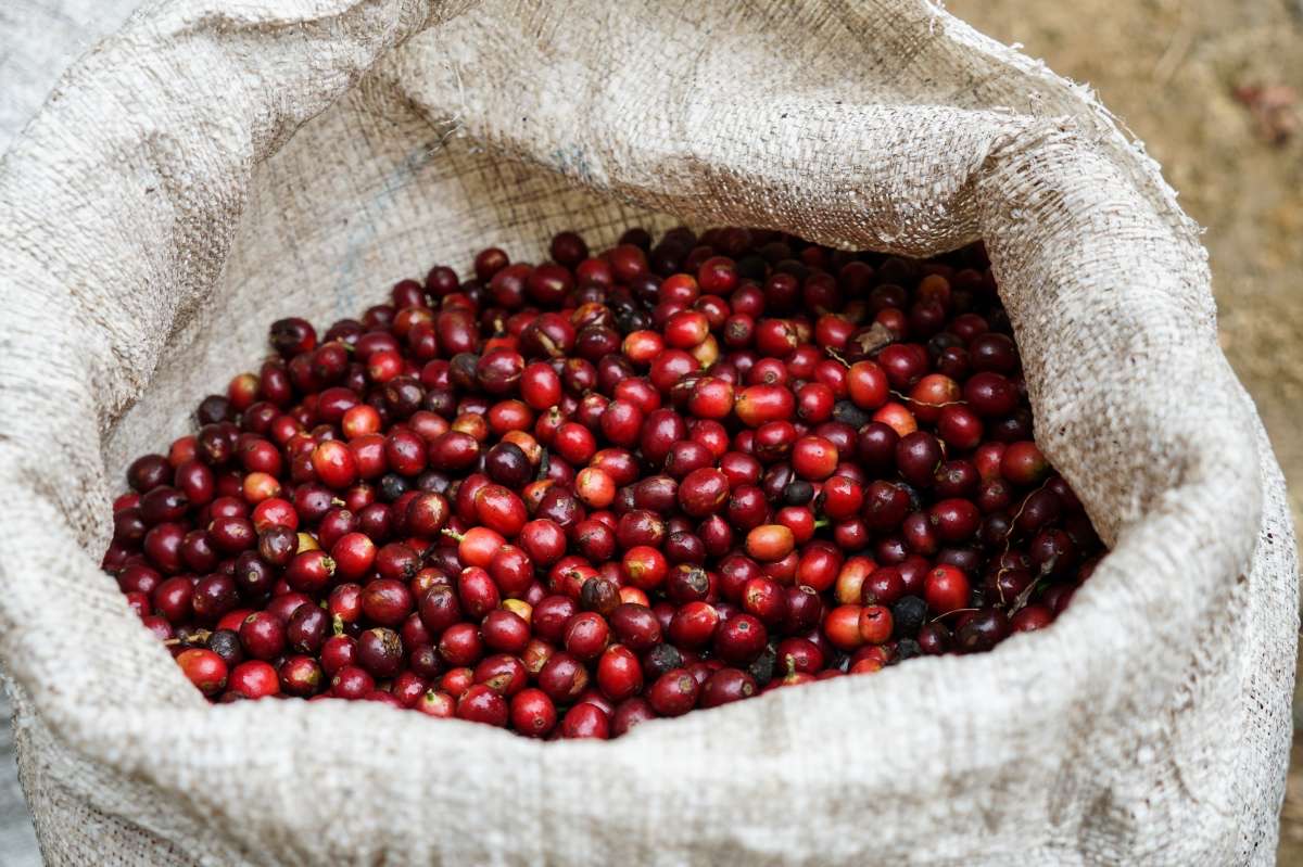 Red honey processed coffee beans