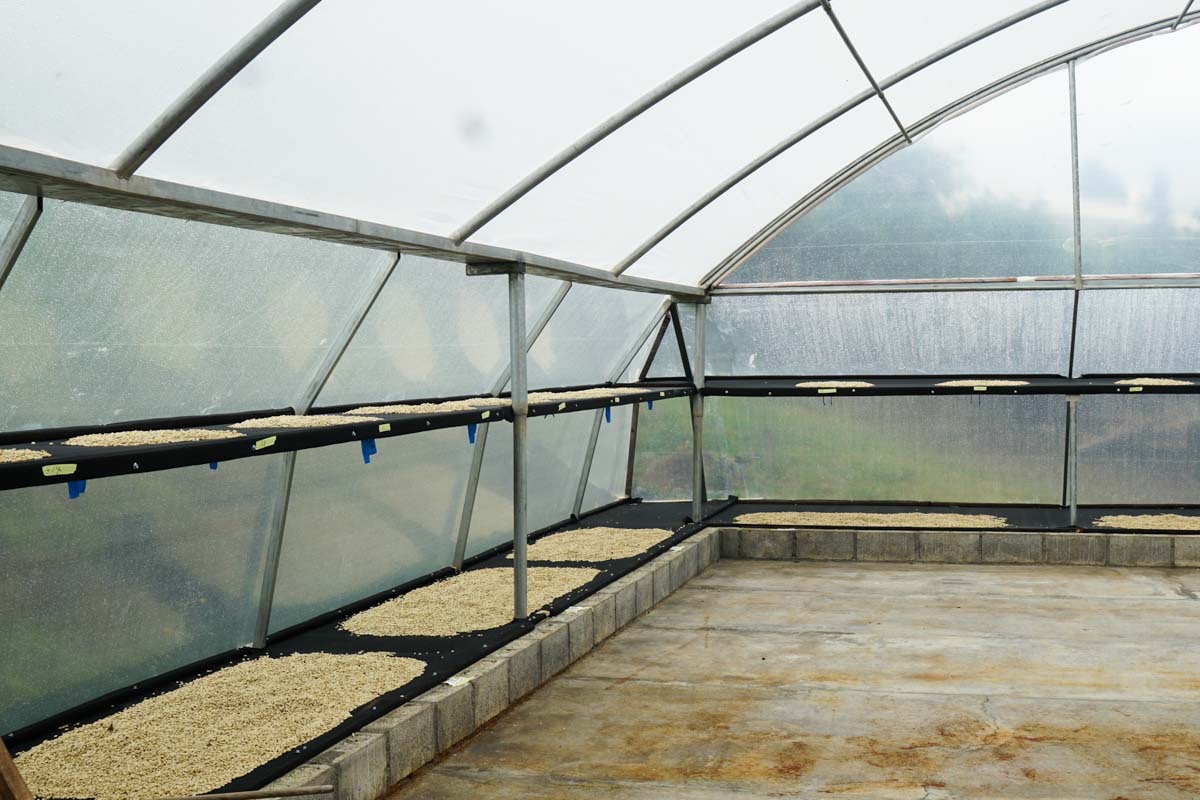 Red honey coffee drying process