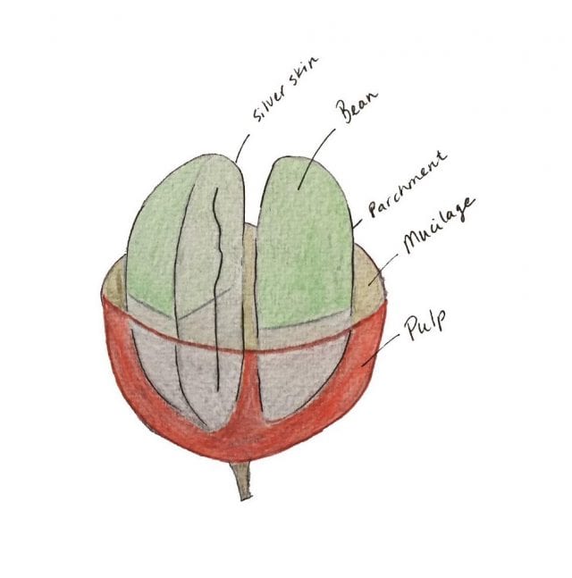 Honey processed coffee beans drying on raised beds