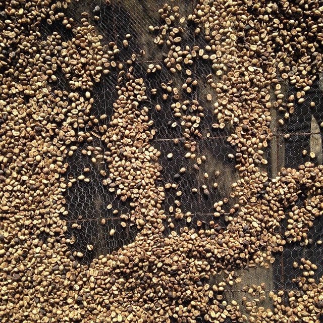 Yellow honey processed coffee beans