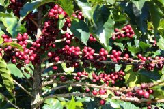 Development History of Costa Rican Coffee - Flavor Characteristics of Raisin Honey Process Mozart Coffee Beans for Pour Over