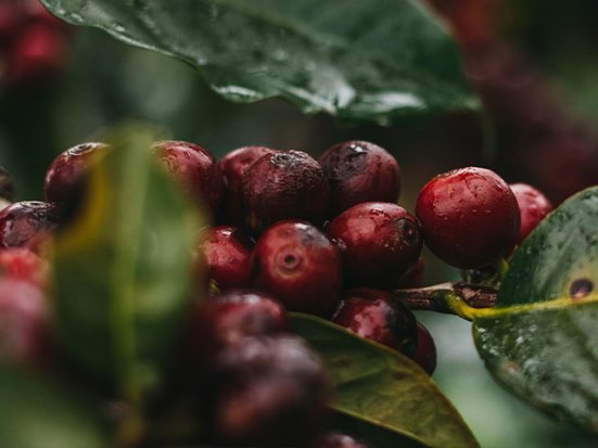 Costa Rican coffee varieties