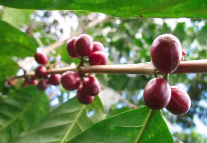Dota Region Coffee Plantation Landscape