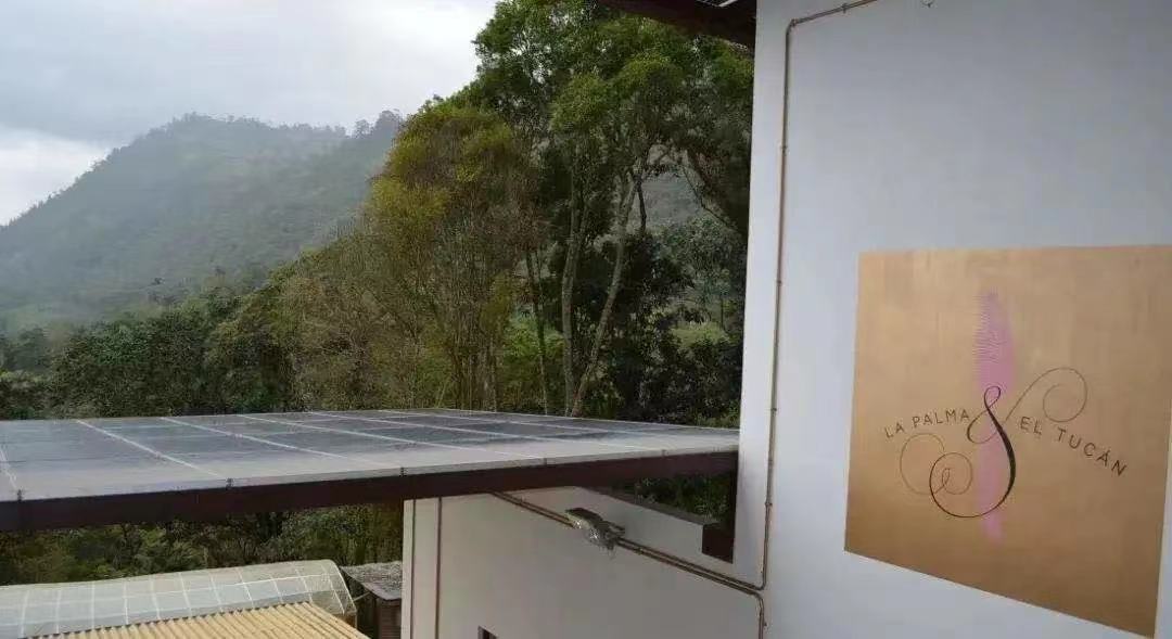 Shade-grown coffee in Cundinamarca