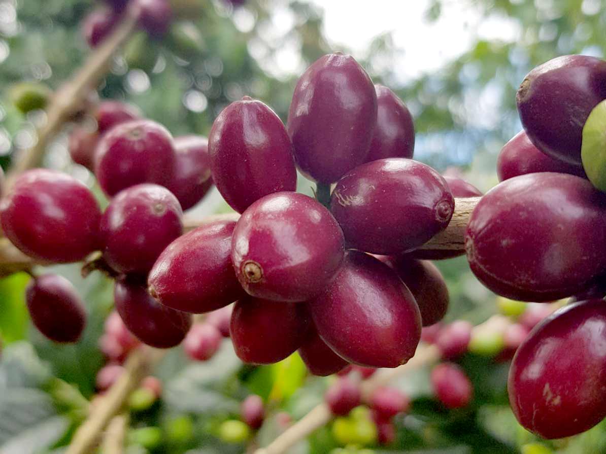 Purple Caturra cherries