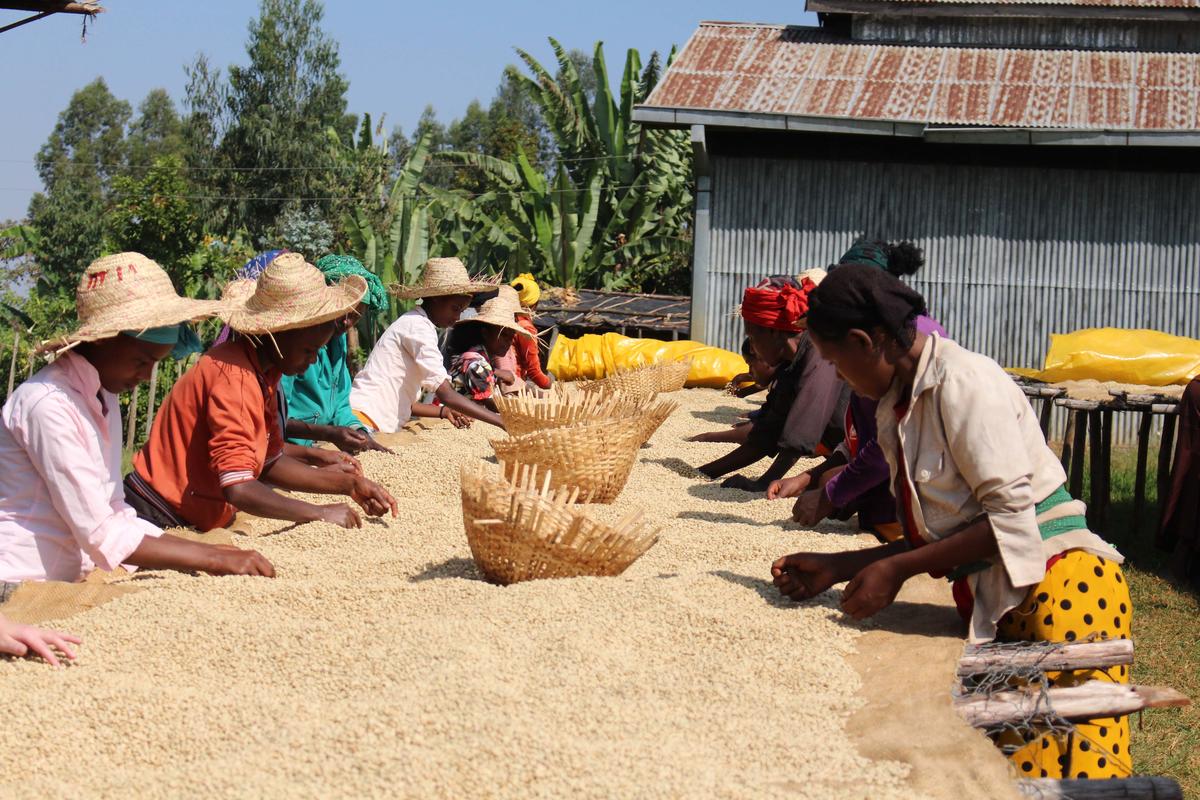 Yirgacheffe Coffee Farm