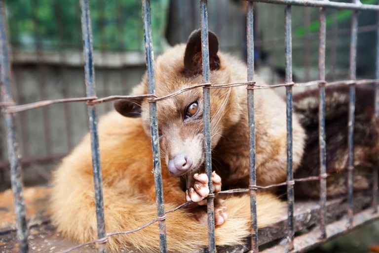 Kopi Luwak coffee beans and civet