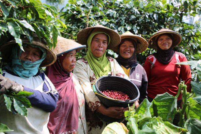 Historical Indonesian coffee plantation