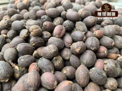 Wine-Influence Natural Processing vs. Traditional Natural Processing: Can Wine-Influence Methods Create Differentiation?