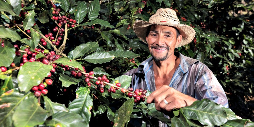 Coffee plantation in El Paraíso, Honduras