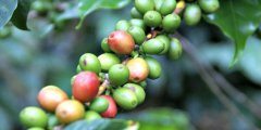 Honduran Coffee Bean Grades What's the Best Tasting Honduran Coffee Bean? The Impact of Geography on Coffee