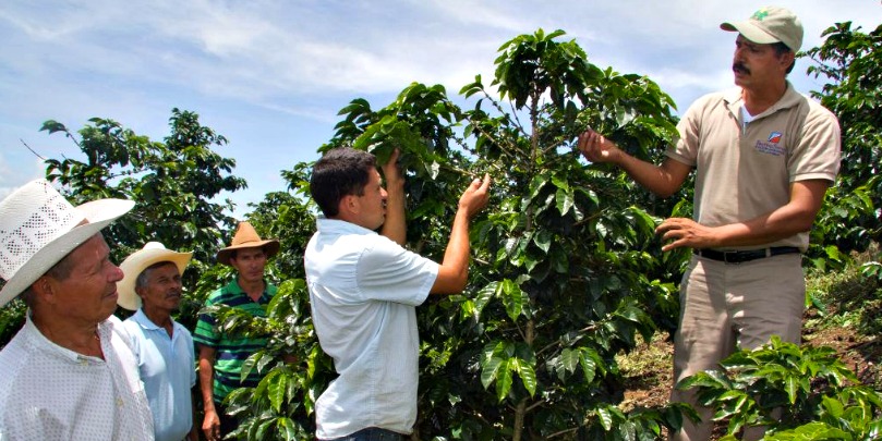 Lempira coffee plant