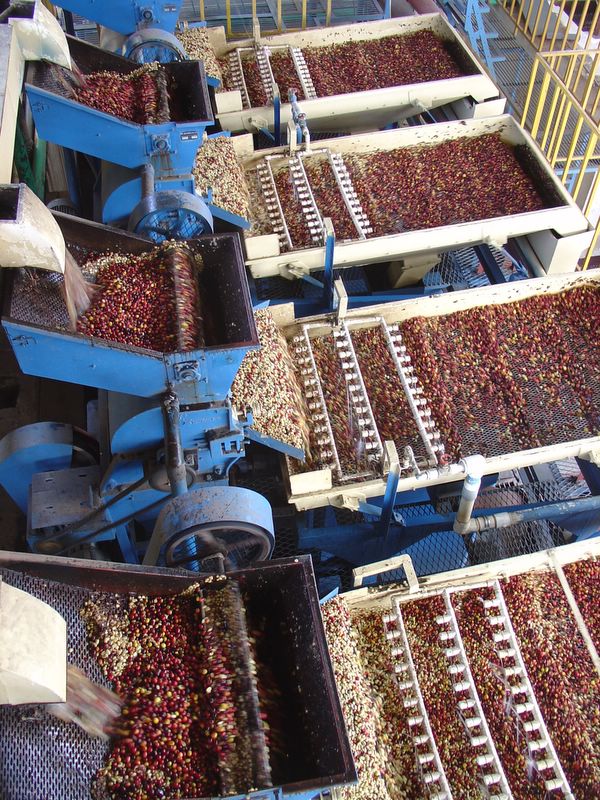 Honey processed coffee beans