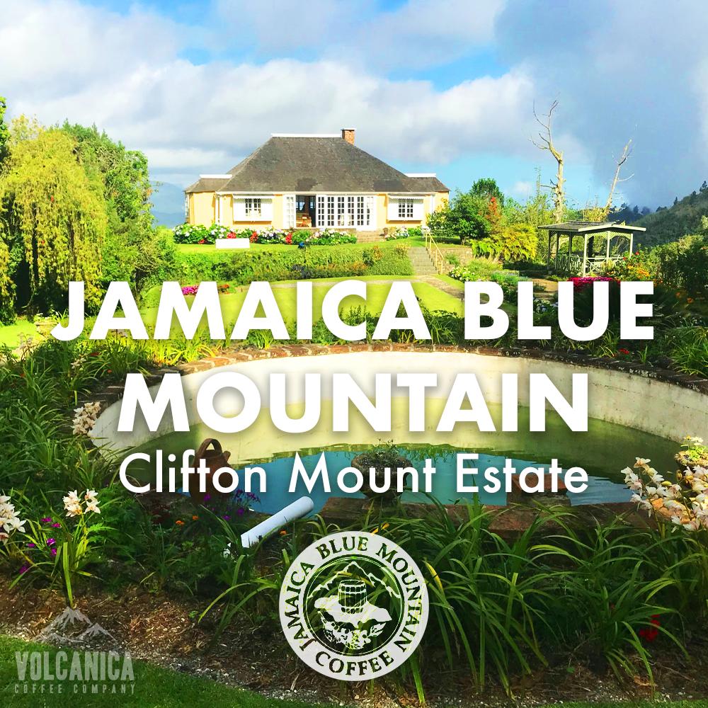 Jamaican Blue Mountain coffee plantation