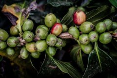 Introduction to Rwanda's Five Major Coffee Growing Regions - Fair Trade Specialty Coffee Bean Flavor and Growing Characteristics