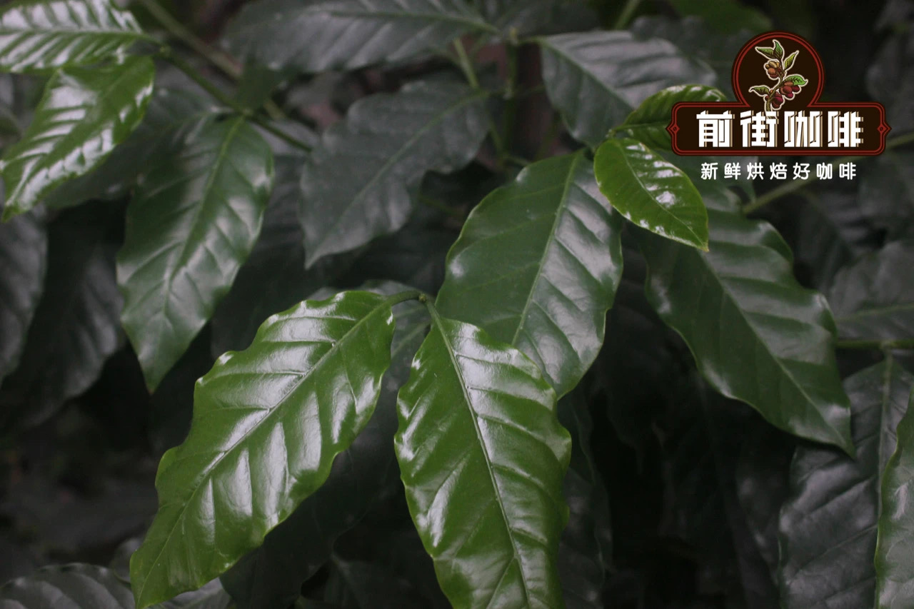 The History and Flavor Characteristics of Catimor Coffee Beans: An Introduction to Yunnan's Premium Coffee Varieties and Production