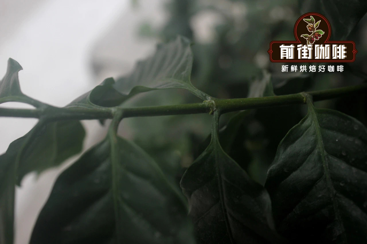 Yunnan coffee plantation