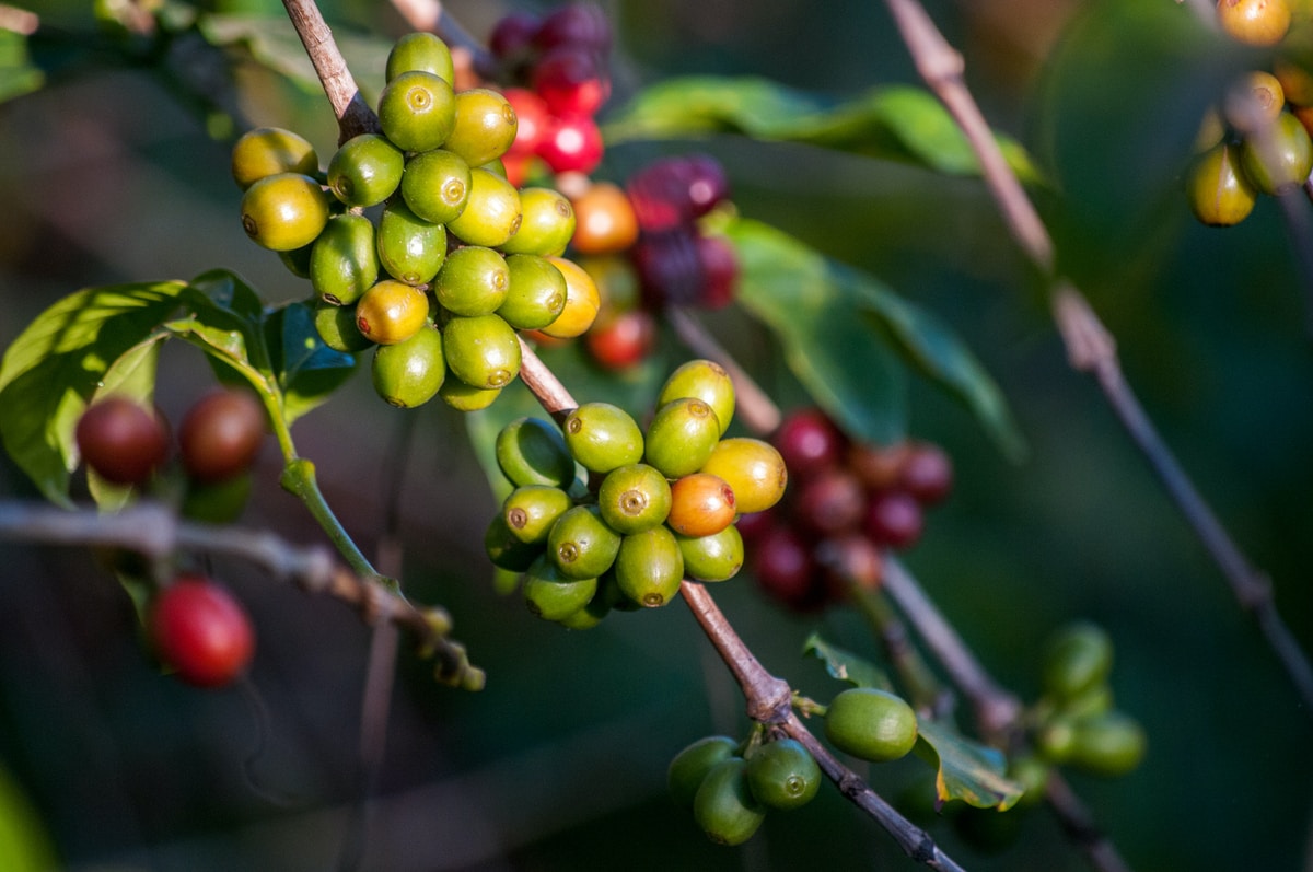 Coffee cherries