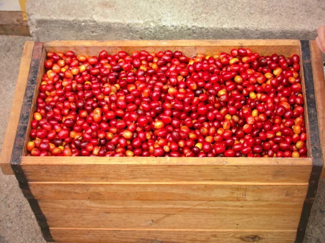 Coffee processing facility