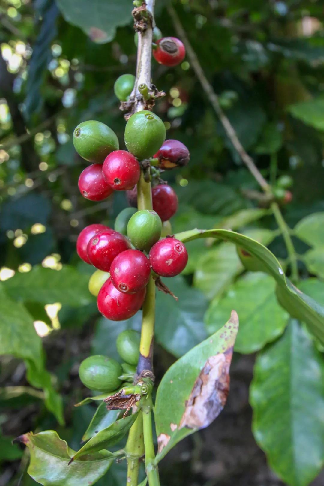 Typica coffee tree details