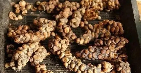 Civet Coffee production process