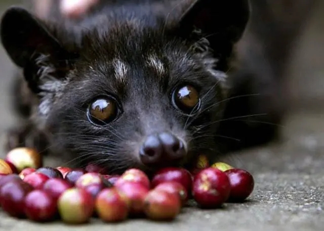 Captain Willemsen discovers Civet Coffee