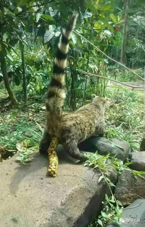 Civet in natural habitat