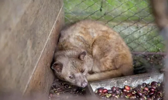 Comparison of Civet Coffee with regular coffee