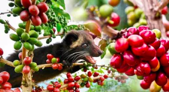 Wild civet eating coffee cherries