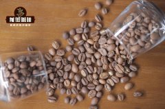 Introduction to Yirgacheffe Coffee Region - Flavor Characteristics of Ethiopian Premium Coffee Origin Yirgacheffe