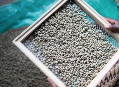 Understanding Red Label Geisha: Ethiopian Coffee Evaluation and Grading System