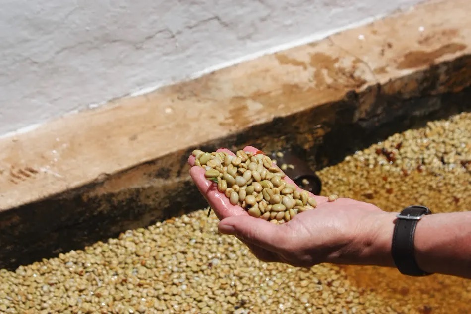 Washed coffee processing method