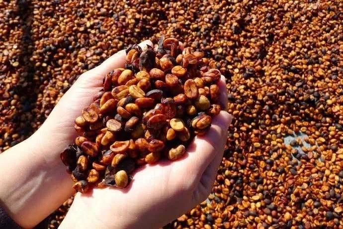 Honey coffee processing method