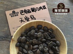 How to Brew the Finest Papua New Guinea Coffee Beans for the Best Taste? What Grade is the Paradise Bird Coffee?