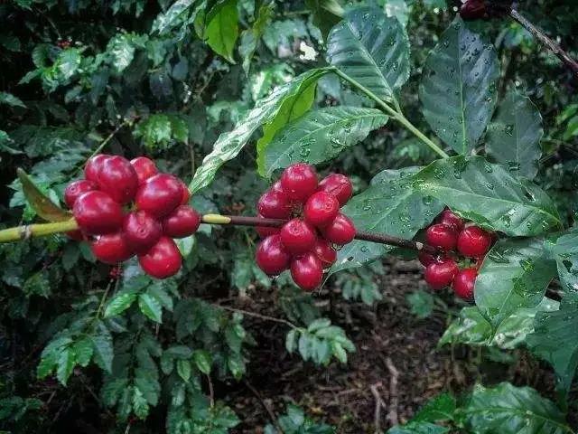 Typica Coffee Beans from Papua New Guinea