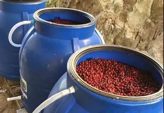 Anaerobic fermentation processing at FrontStreet Coffee