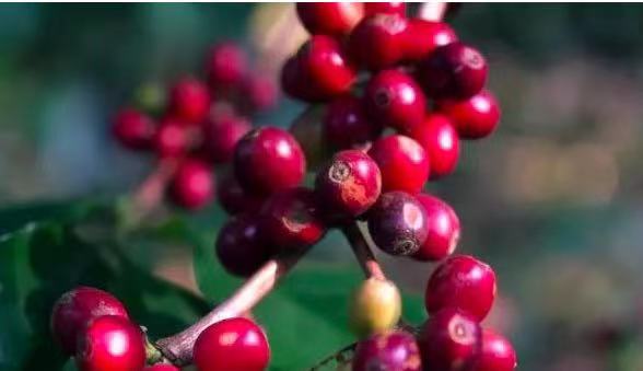 Coffee plantation in Honduras