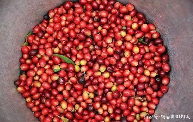 Caturra Coffee Cherries