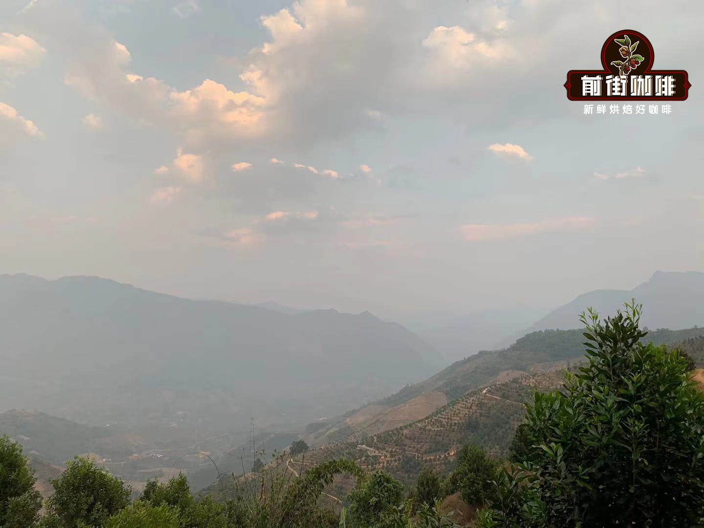 Historical coffee tree in Yunnan province