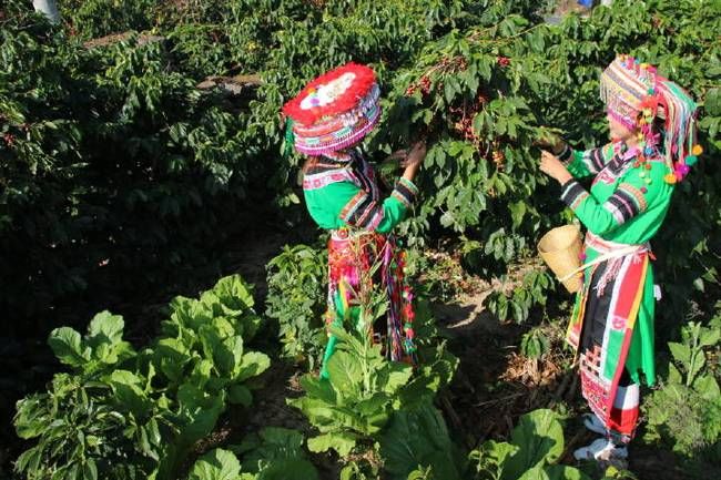 Yunnan coffee beans and price trends