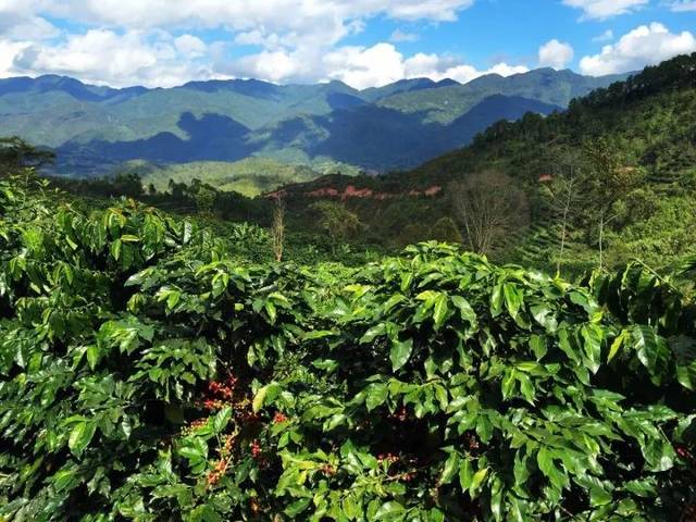 Hainan coffee plantation and factory