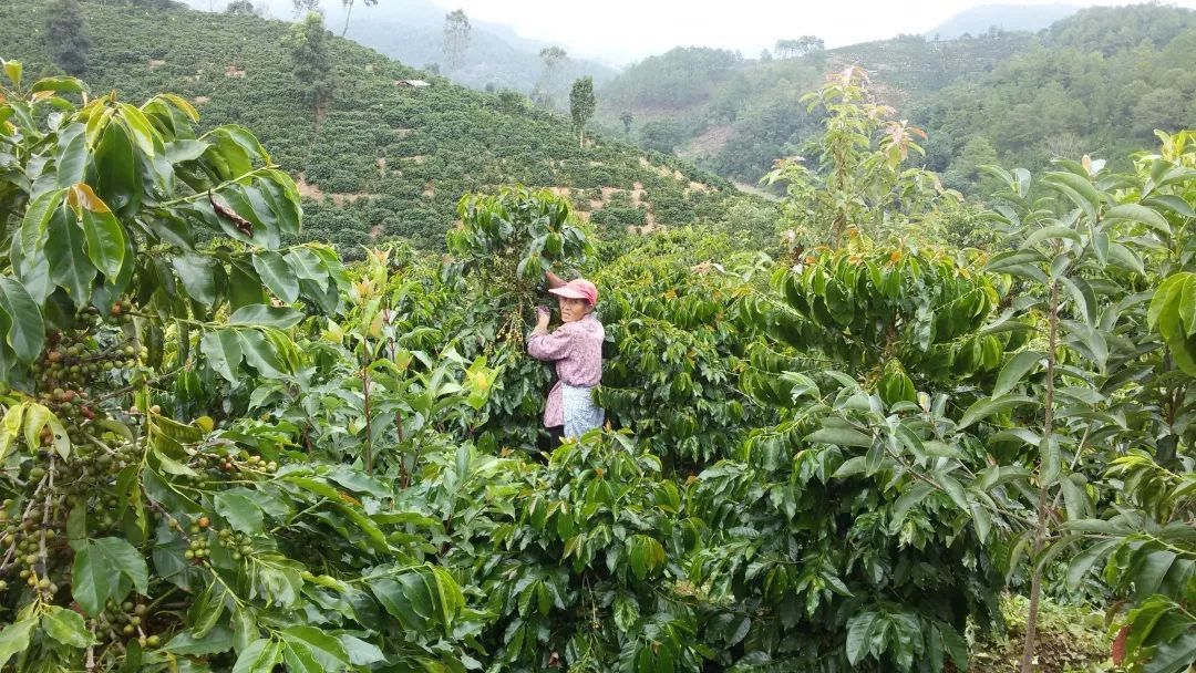 Hainan coffee production challenges