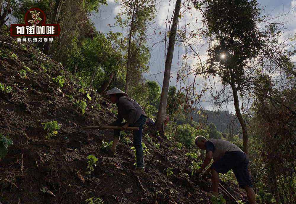 Factors affecting coffee bean flavor