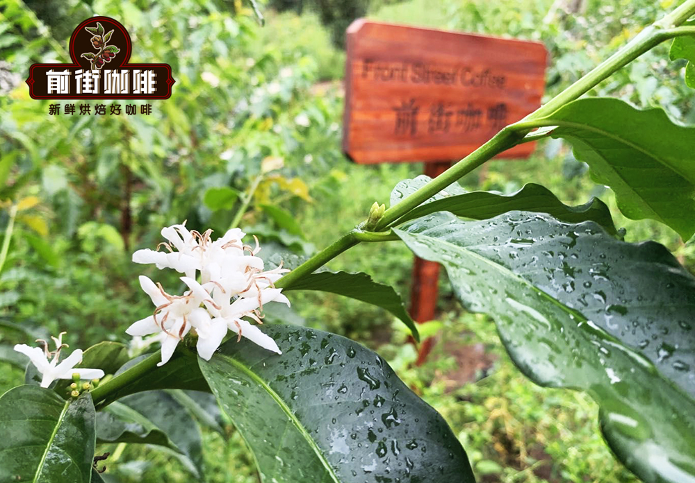 FrontStreet Coffee Yunnan coffee estate