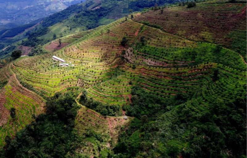 Yunnan Baoshan coffee plantation