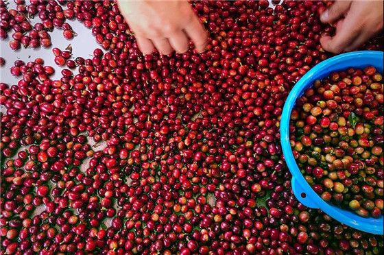 Coffee bean screening process