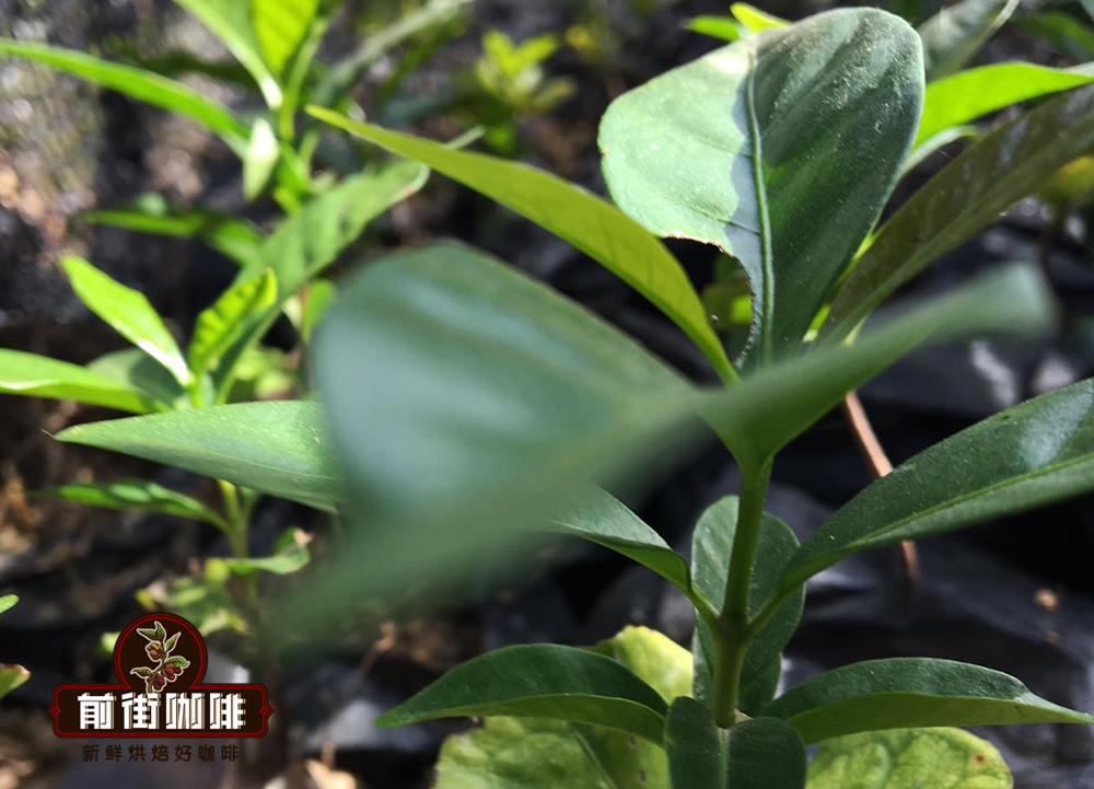 Coffee farmer with Typica plants